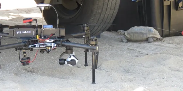 Curious tortoise coming to check out the drone