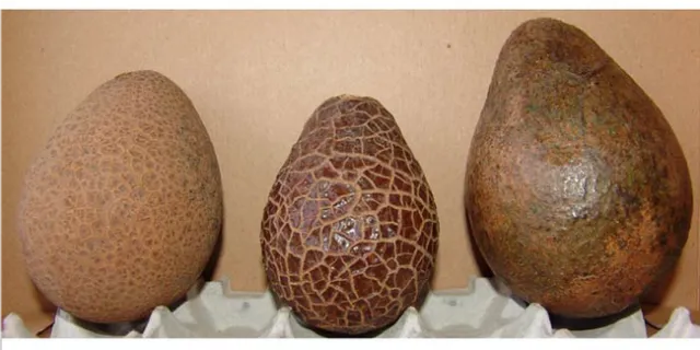 avocado thrips carapace greenhouse