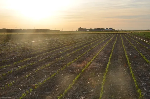 June 6, 2017 Soil Health Day at West Side REC in Five Points