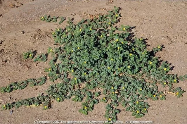Puncturevine in situ.