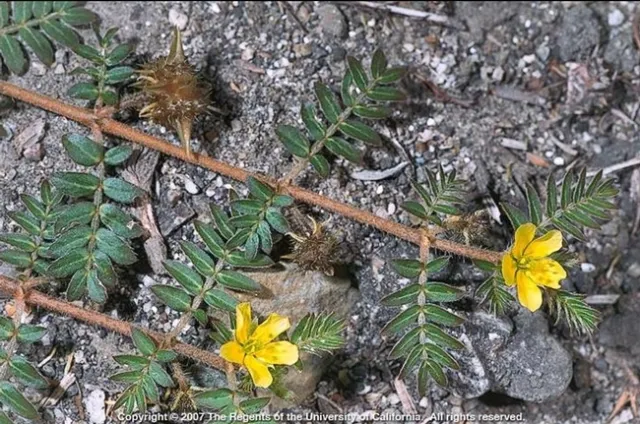Puncturevine leaves, flowers, and seeds.