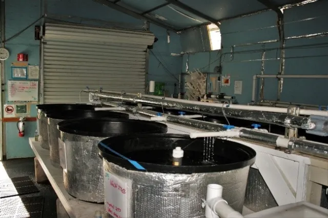 Testing facility at the Center for Aquatic Biology and Aquaculture at UC-Davis (source: CABA Staff)