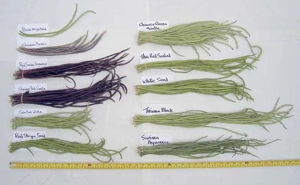 A display of 11 bean varieties in shades of green and purple, organized with labels on a white background and a measuring tape for scale.