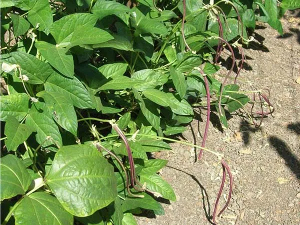 Clusters of purple Chinese Mosaic long beans growing on green-leaved plants in a garden setting.