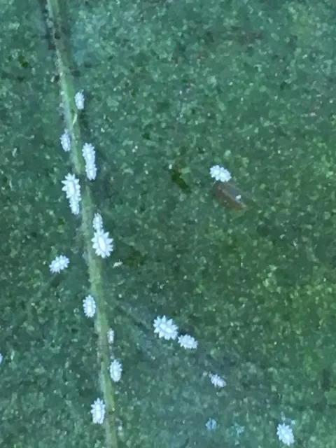 barnacle scale from Ojai