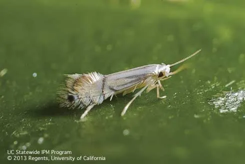 leafminer adult