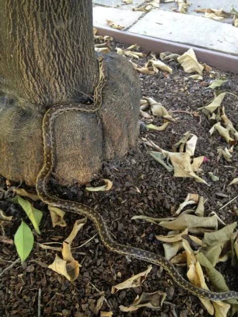 Gopher snake climbing citrus tree