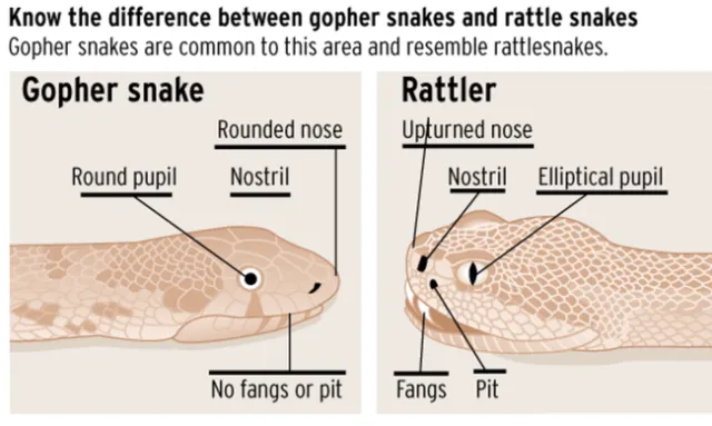 Photo Orange County Animal Shelter
