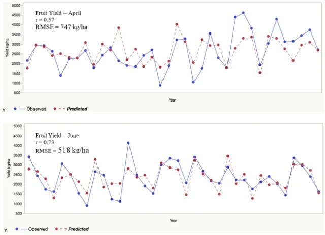 Observed and predicted strawberry yield