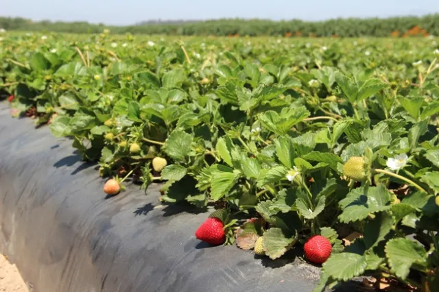 Strawberry field