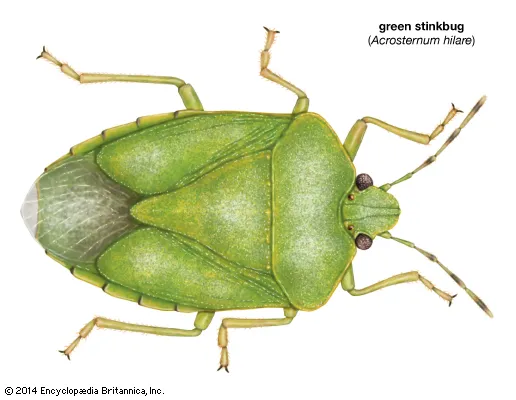Green stink bug