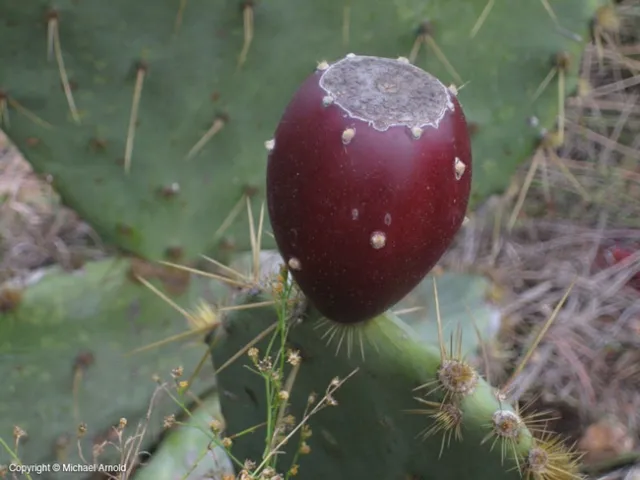 opuntia fruit