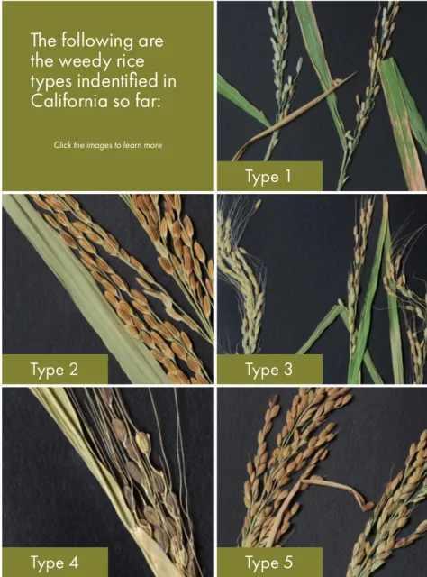 Screen Shot 2017-11-14 at 2.07.02 PM