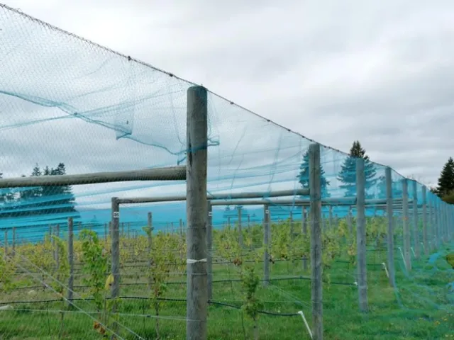 netting apples