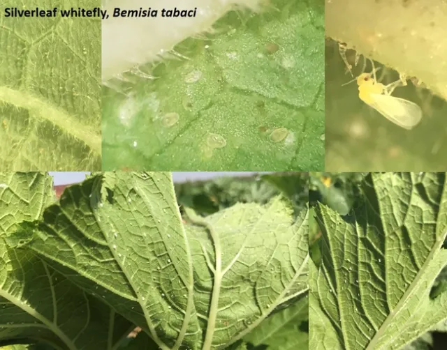 Silverleaf whitefly, Bemisia tabaci
