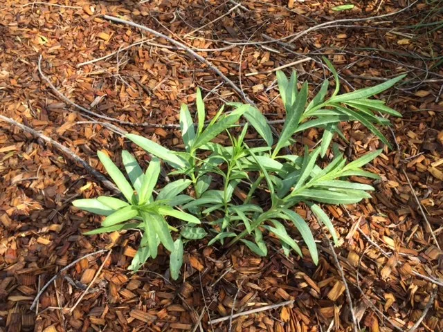Narrowleaf milkweed