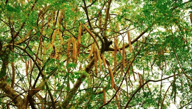 The seed pods and branches of a moringa tree. (Photo: Wikimedia Commons, CC BY-SA 40)