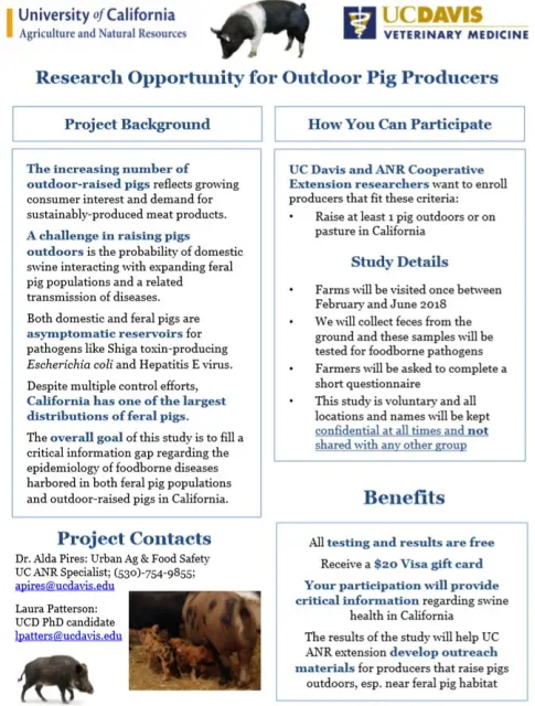Updated Pig Flyer