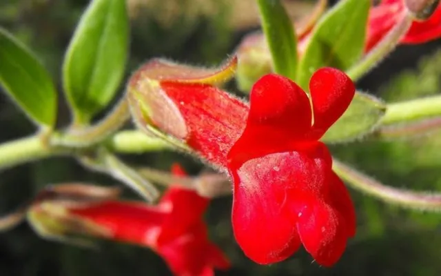 Galveziaspeciosa-firecracker Flickr