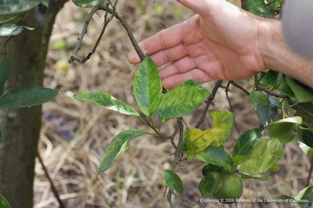 Mottling and yellowing of leaves is a symptom of huanglongbing disease in a citrus tree. HLB is incurable and the tree will eventually die.