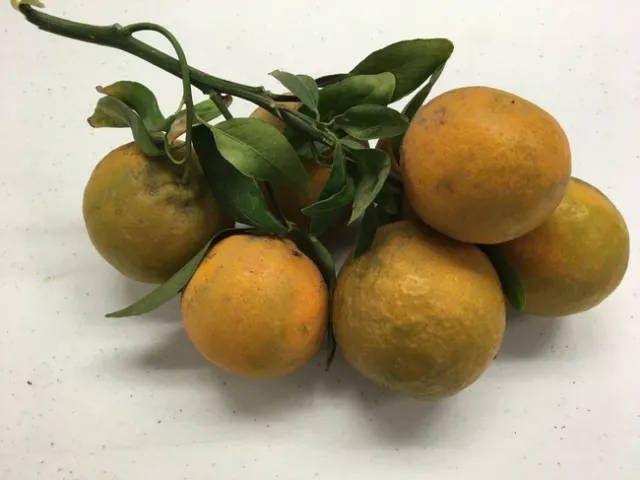 uneven coloring cluster