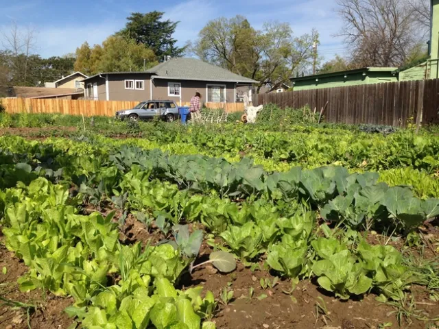 Sac urban farm