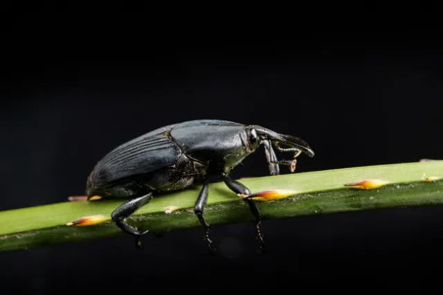 South American palm weevil