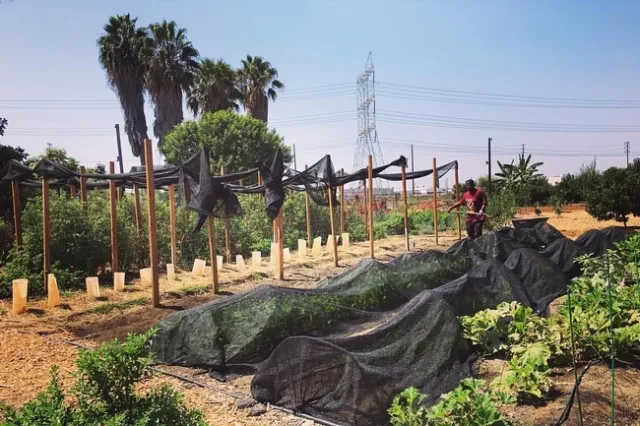 Los talleres sobre agricultura urbana se ofrecerán en las regiones de Sacramente y San Diego