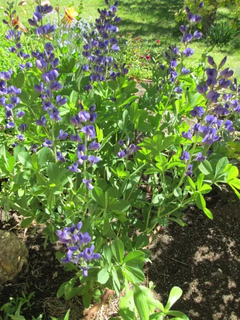 Baptista australis, False Indigo