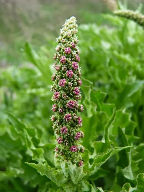 Chenopodium californicum flowers