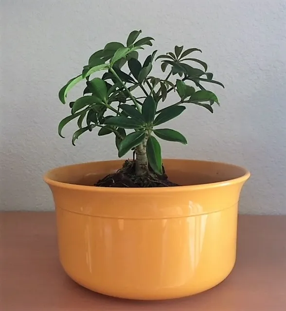 yellow pot