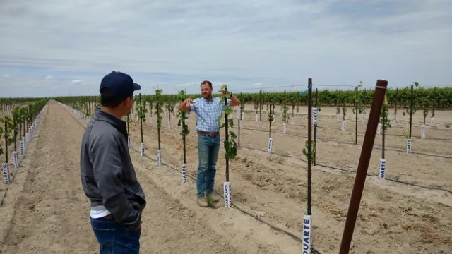 Nick (The Wine Group) and George talk about the vineyard of the future