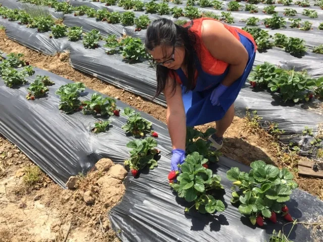 Fam Lee examina las plantas de fresas en busca del da&ntilde;o causado por insectos y babosas.  &ldquo;Aun cuando no somos granjeros org&aacute;nicos, siempre hemos querido serlo&rdquo;, dijo.
