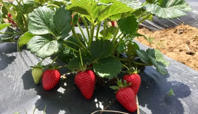 La variedad de fresa albion patentada por UC produce fresas grandes y dulces.