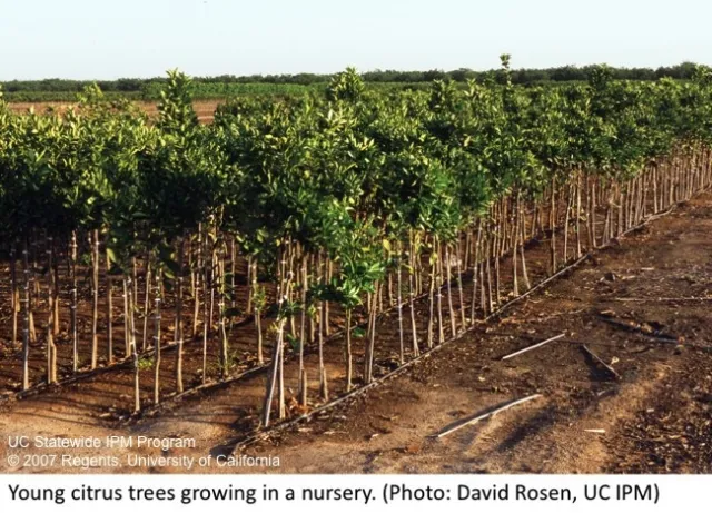 Young citrus trees growing in a nursery.