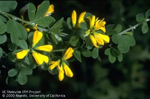 The flowers of French broom are attractive, but this invasive plant is not a good choice for landscapes. (Credit: Jack Kelly Clark)