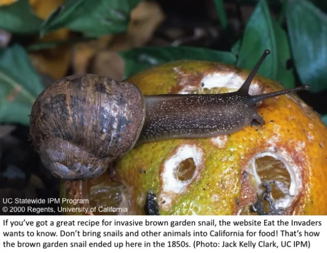 Brown Garden Snail