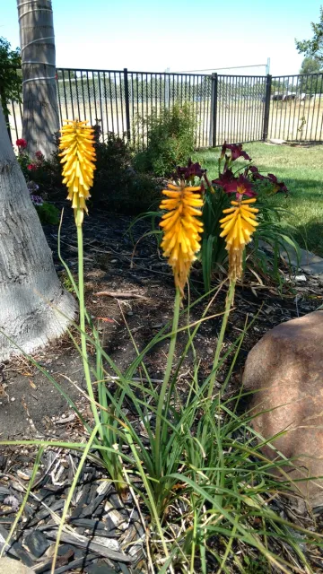 Plant trivia - try to name this plant