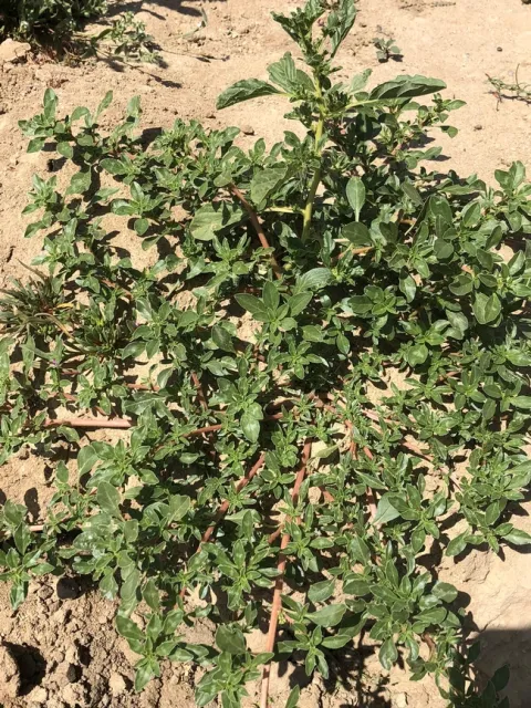 Prostrate pigweed reddish stems