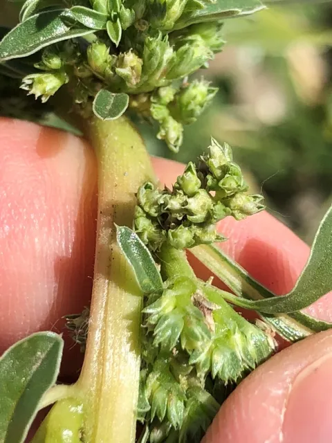 Prostrate pigweed flowers