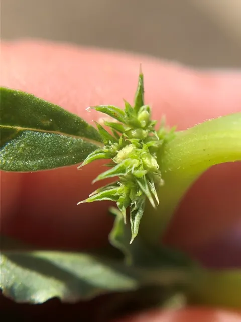 Tumble pigweed flowers