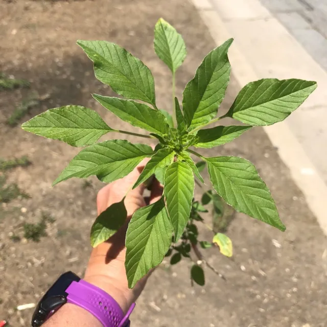 Palmer amaranth leaves
