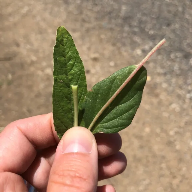 Palmer amaranth vs waterhemp petiole