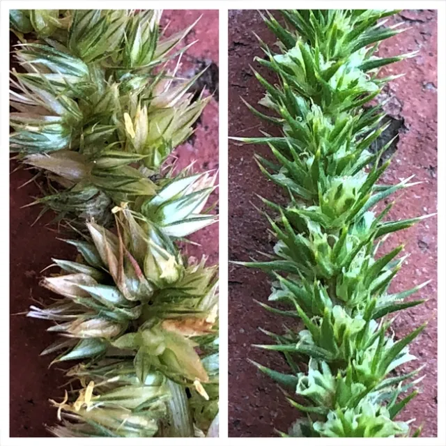 Palmer amaranth flowers
