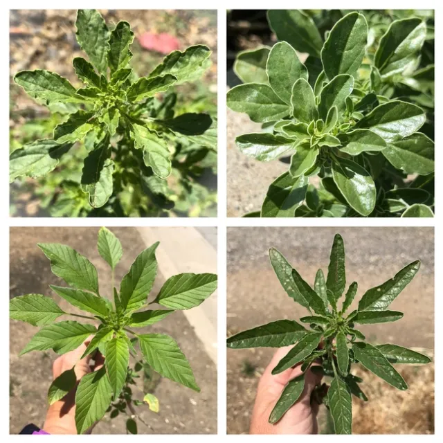 Pigweed comparison
