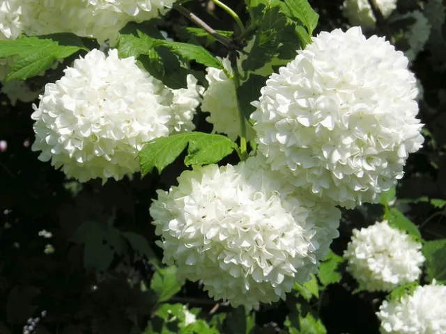 Viburnum opulus (snowball viburnum)