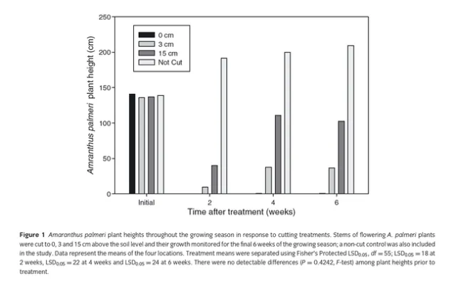 Palmer regrowth following handweeding