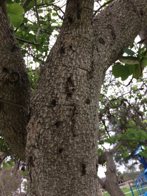 Gumming on trunk. Source: UCANR