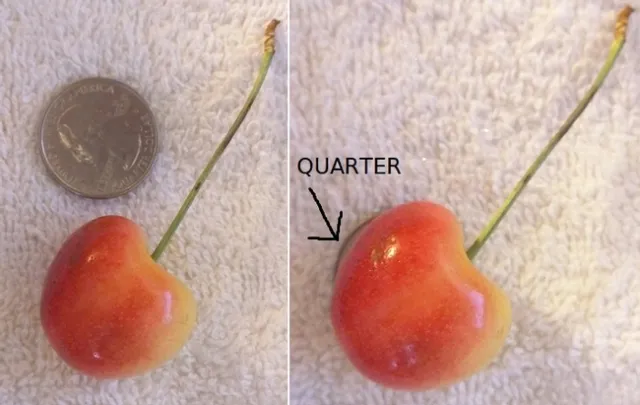 cherries small and big