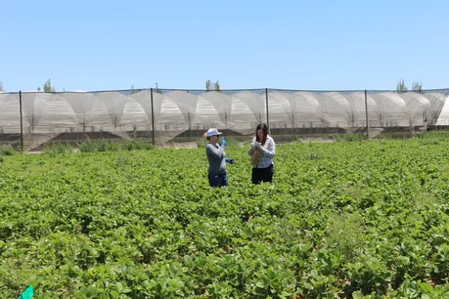 Collection of the spray cards